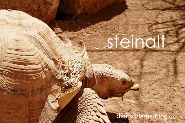 steinalt - Schildkröte