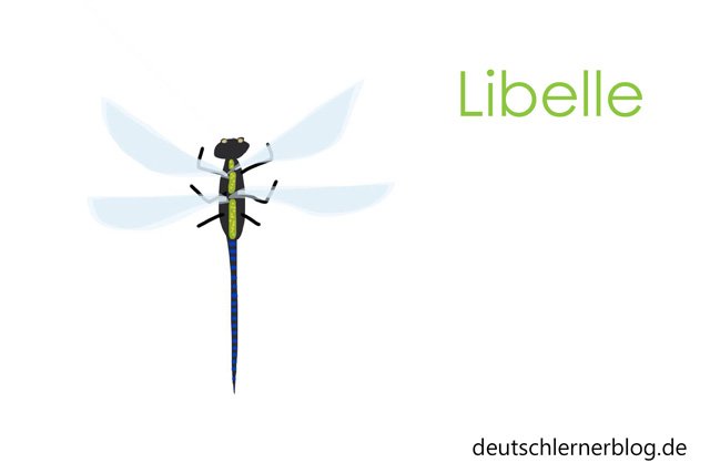 Libelle - Wortschatz lernen - Vokabeln lernen - Deutsch lernen - mit Bildern lernen