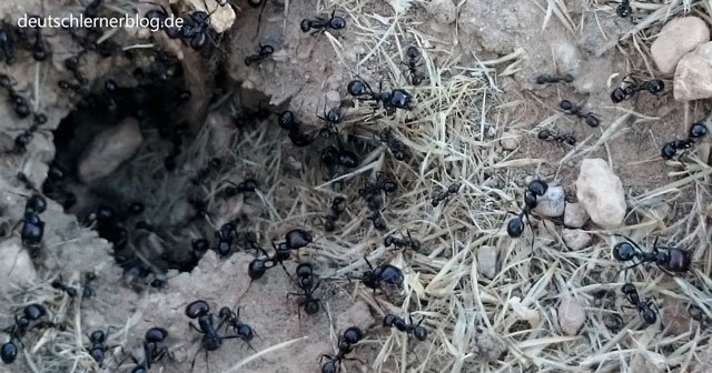 Bedeutung von Ameisen